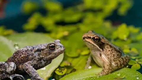 anura Frog